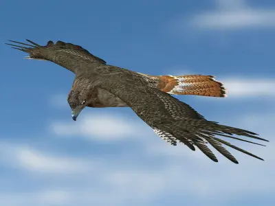 Hawk ANIMATED 3D model