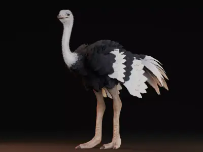 Realistic Animals Savannah - Ostrich Low-poly 3D model