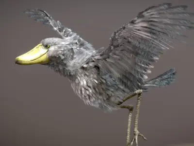 Shoebill  3D model