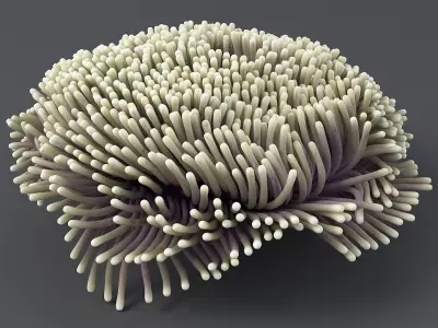 Actinia Anemone Collection 3D model