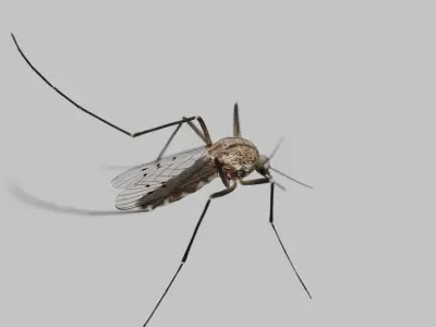 Realistic Mosquito 3D Model  Game Ready Low-poly 3D model