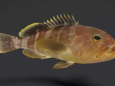 Realistic Yellow Grouper Animated 3D model
