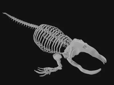 Bowhead Whale Skeleton 3D model