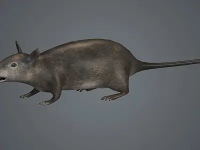 rat fur mouse mice animals rodent farm epidemic  3D model