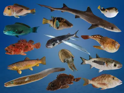 Ocean Fish Pack  3D model