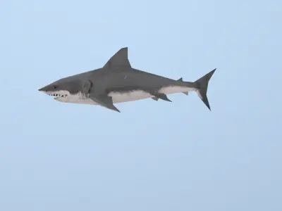 Shark great Low-poly 3D model