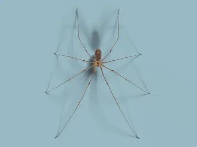 Spider Pholcus  Rigged VFX Grace 3D model