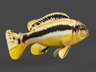Auratus Fish 3D model