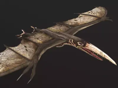 Pteranodon bat flying Low-poly 3D model