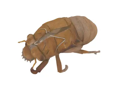 Cicada exoskeleton Low-poly 3D model