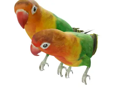 Cage with lovebirds 3D model