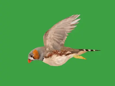 Zebra Finch Bird Low-poly 3D model
