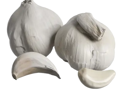  Garlic Models 