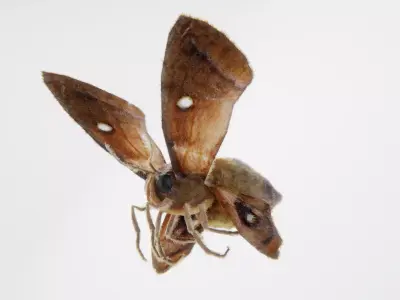 MOTH BUTTERFLY Low-poly 3D model