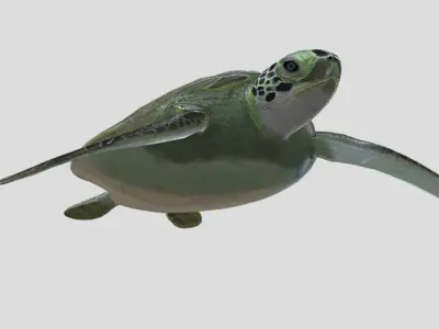 Sea Turtle Low-poly 3D model
