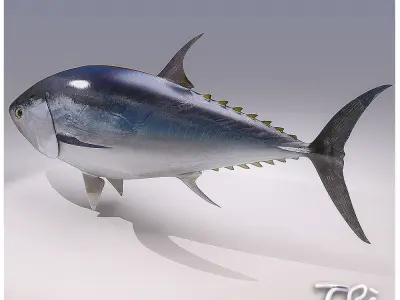 TUNA BLUEFIN 3D model