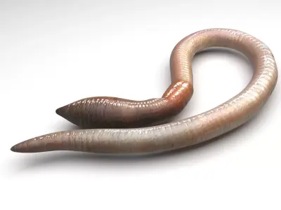 Earthworm 3D model