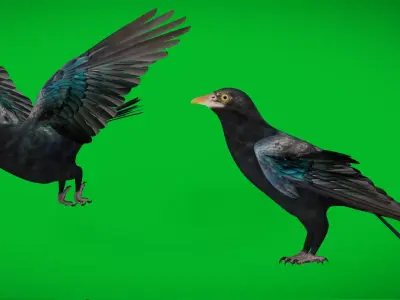 Asian Koel Cuckoo Bird Low-poly 3D model