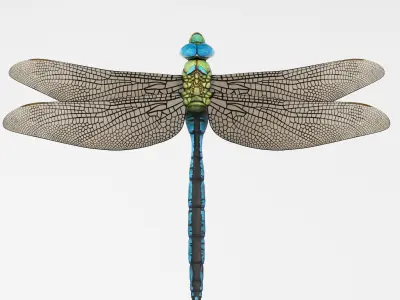 Anax Imperator 3D model