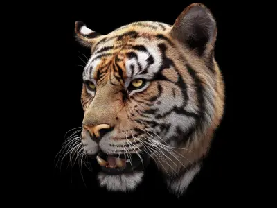 Bengal Tiger RIG Yeti 3D model purchase