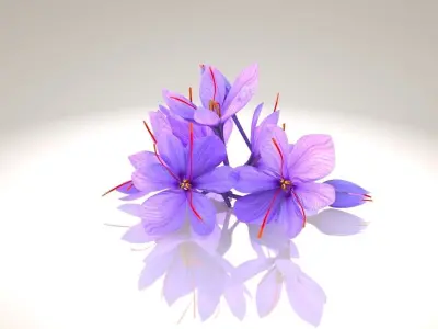 Crocus Blossom Low-poly 3D model