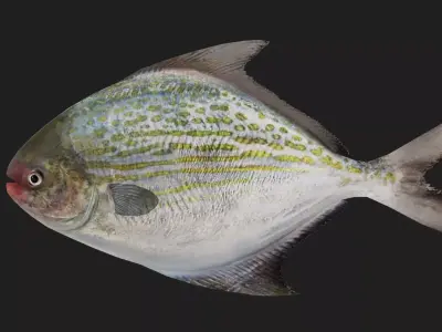 Pomfret Low-poly 3D model