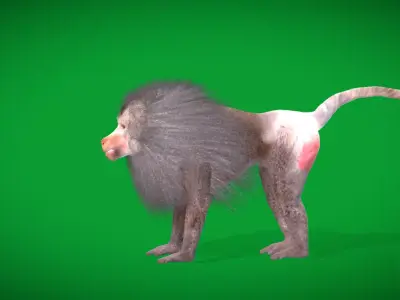 Hamadryas Baboon Monkey Free 3D model