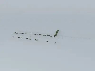 Trees on the Port Part 01 Free 3D model