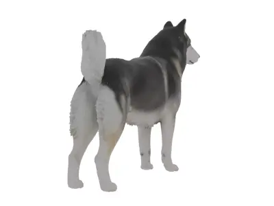 Alaskan Malamute Dog Low-poly 3D model