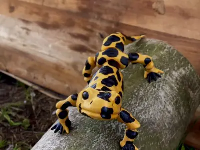 Movable figure of the salmander toy print in place body Free 3D print model