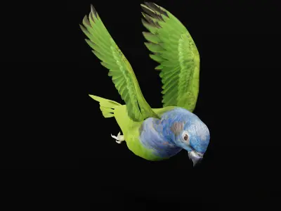 Pionus Parrot Bird Low-poly 3D model