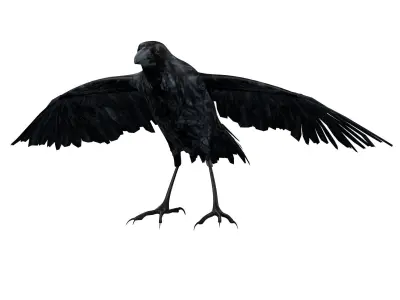 Raven Rigged  Low-poly 3D model