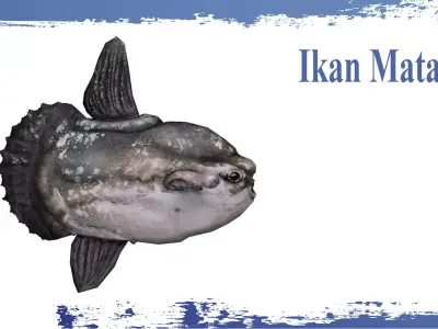 Ocean Sunfish  Low-poly 3D model