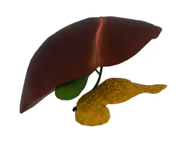 Liver 3D model