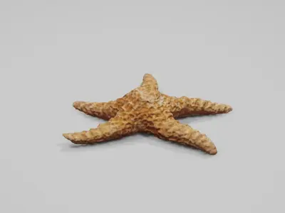 Dry decorative photoscanned Starfish Low-poly 3D model