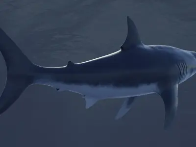  Great White Shark Rigged in Blender  Low-poly 3D model