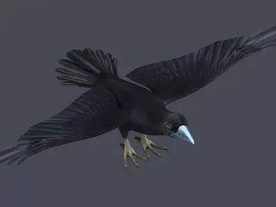 Crow Raven Black Bird Black Crow raven corvus animal bird  3D model