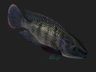 Cichlid Low-poly 3D model