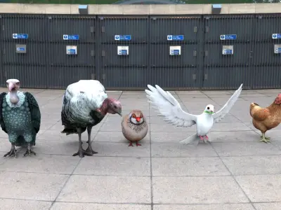 Bird group Chicken dove peace partridge vulture and turkey 3D model