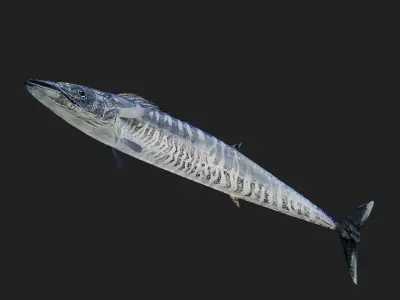 Wahoo Low-poly 3D model