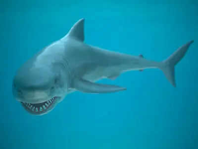 Shark two sharks swimming in ocean Low-poly 3D model