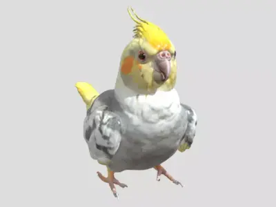 Cockatiel Bird 3D print model