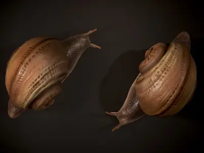 Land snail1 - Game Ready Low-poly 3D model Low-poly 3D model