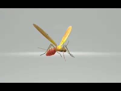 Mosquito Blood Sucked Culex ready yo fly 3D model