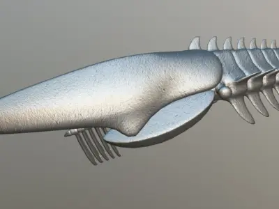 Aegirocassis benmoulae 3D model