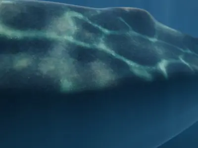 Shonisaurus Low-poly 3D model