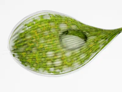 Phacus rigged Low-poly 3D model