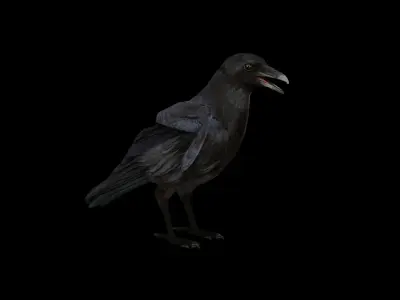 American Crow Bird Low-poly 3D model