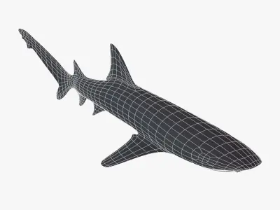 Whitetip Reef Shark Low-poly 3D model