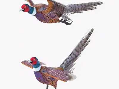 Pheasant bird rigged 3d model Low-poly 3D model
